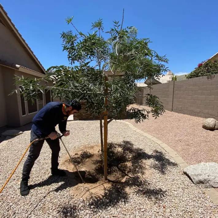 Deep Root Fertilization for Arizona Trees