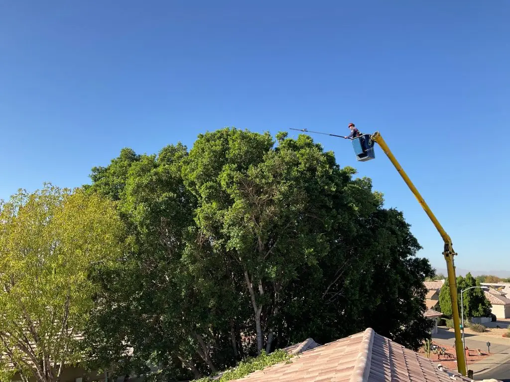 Ficus Tree Trimming Services