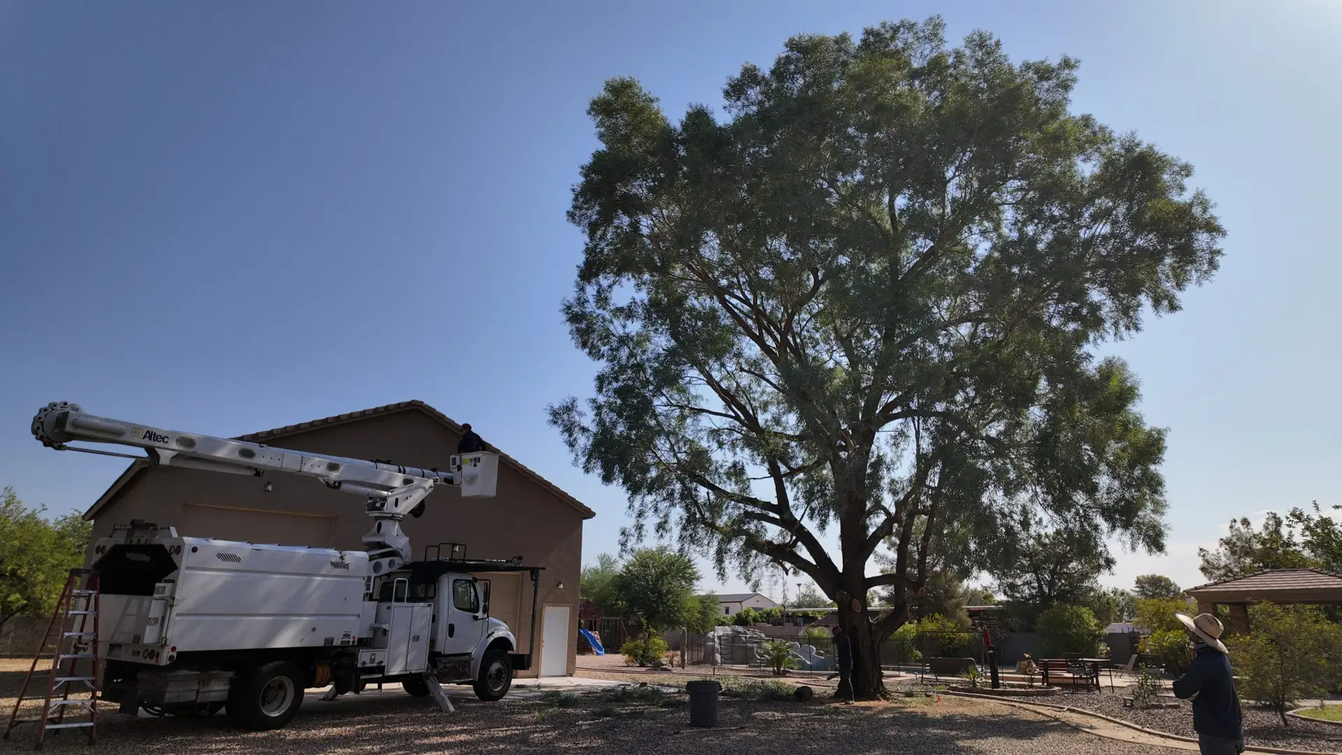 Scottsdale and Paradise Valley Artistic Pruning Eucalyptus