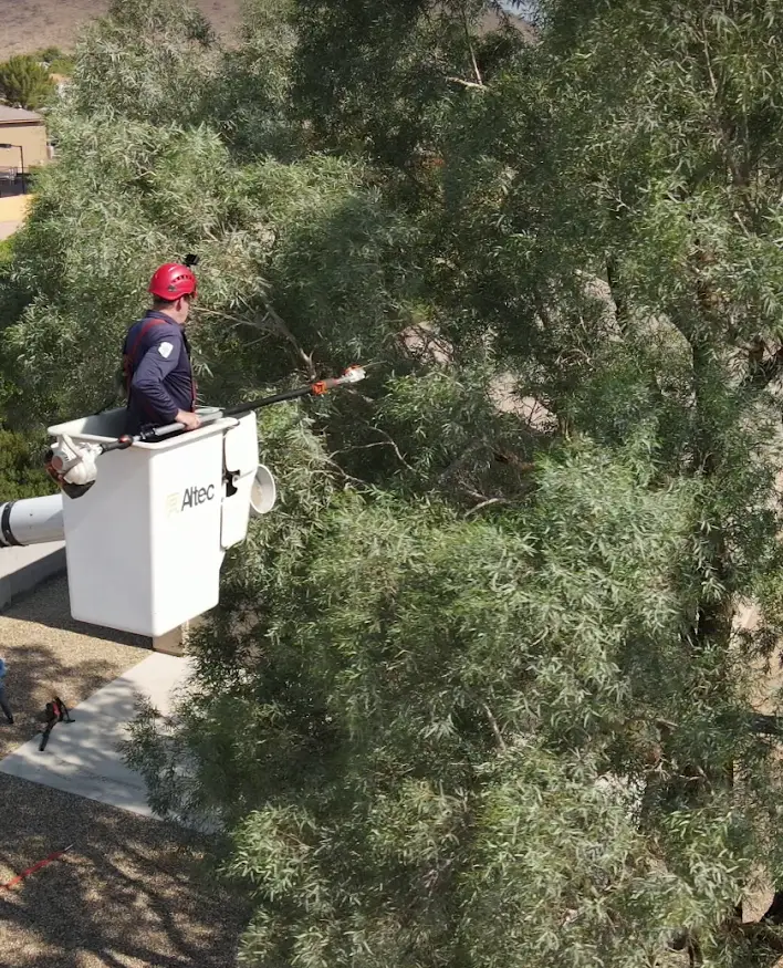 Artistic Pruning & Shaping of Arizona's Trees
