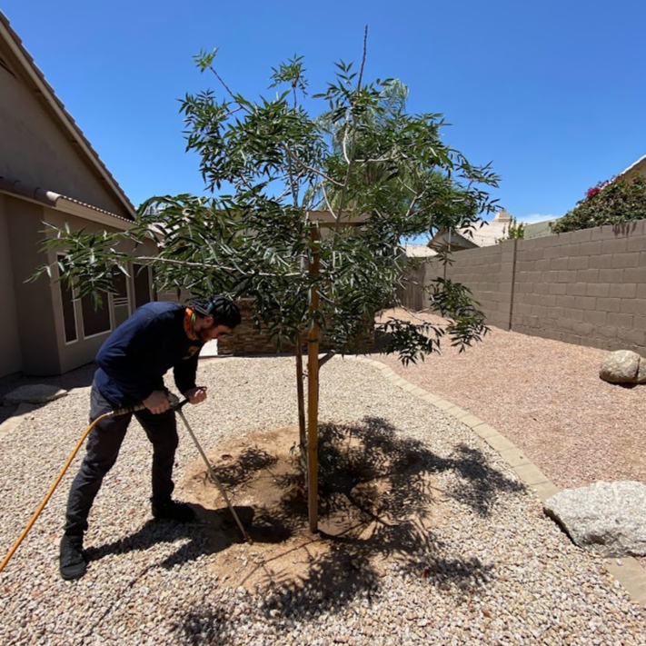 Certified Arborist Consulting Phoenix AZ