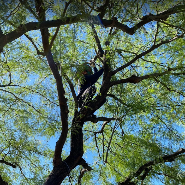 Tree Disease Diagnosis & Treatment Phoenix AZ