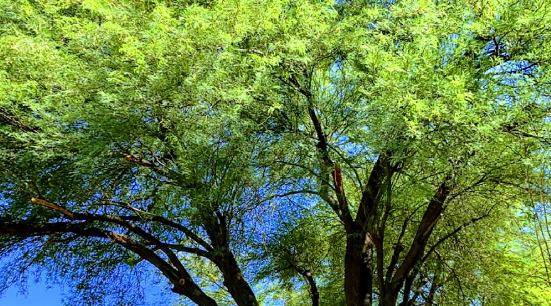 The Four Most Obvious Signs of a Healthy Tree
