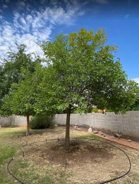 Tree Trimming & Pruning Phoenix, AZ | Arbor Tree Feeding Experts