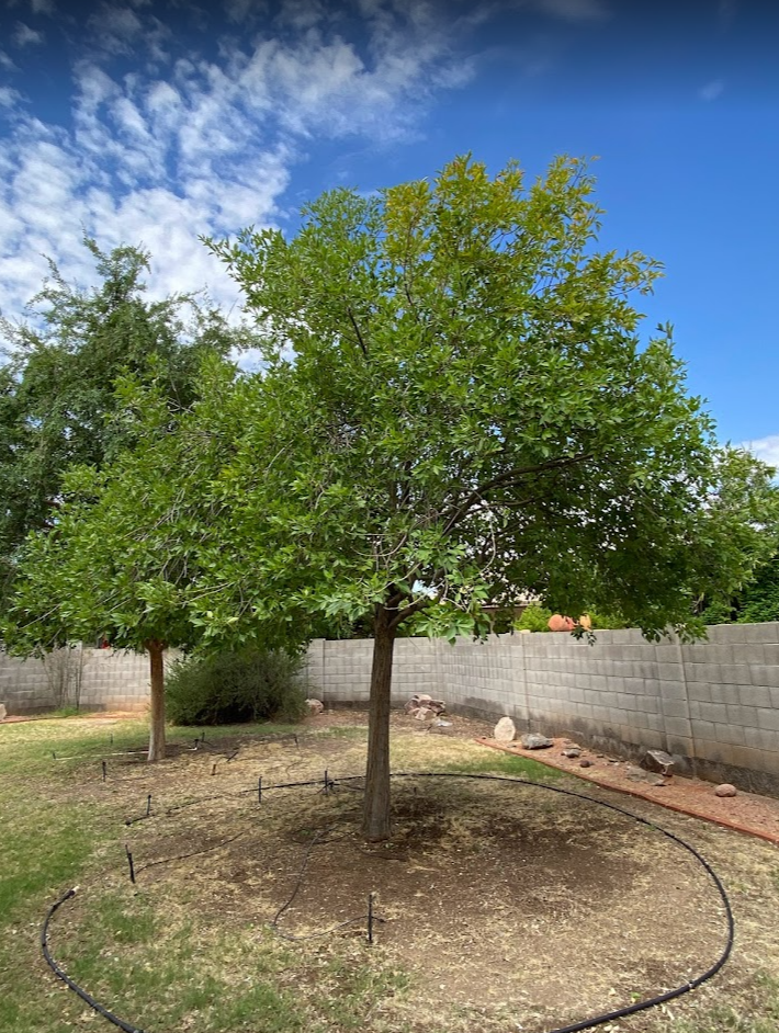 Tree Health Care Scottsdale AZ